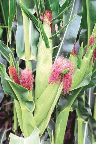Тривалість другого періоду вегетації кукурудзи (від цвітіння до повної стиглості) набагато менше залежить від погодних умов, аніж тривалість першого періоду (від сходів до цвітіння волоті), й потребує менше вологи