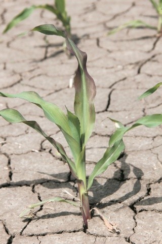 Унаслідок несприятливих погодних умов в окремі роки недобір урожаю кукурудзи може сягати 45–50 %