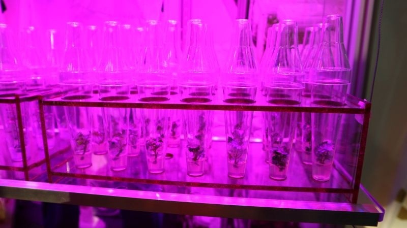 саджанці лохини in vitro від "ФруТек"