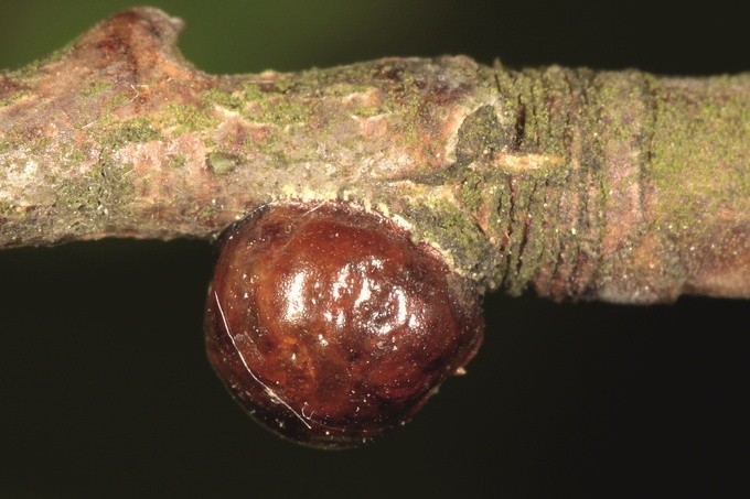 Акацієва несправжньощитівка (Parthenolecanium corni Bouche)