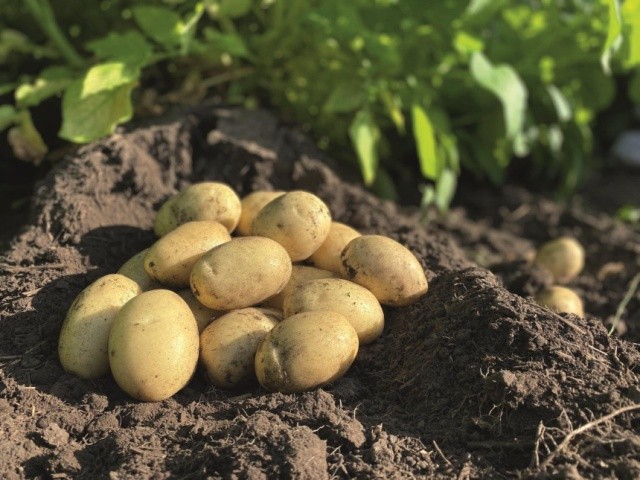 Внесення кремнію збільшило врожайність ультраранньої картоплі в середньому на 4,94 т/га (23 %) в умовах періодичного дефіциту води та на 2,43 т/га (13 %) за посушливих умов