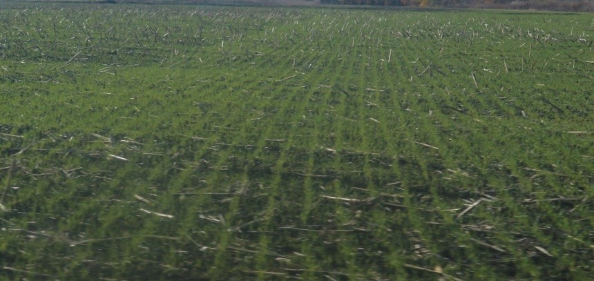 Залишки стебел соняшнику та кукурудзи, що залишаються стирчати в посівах пшениці, взимку затримують сніг