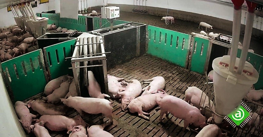 Інноваційний продукт Pig Move був розроблений із використанням технології UHF RFID та дозволяє проводити індивідуальний моніторинг свиней різного віку та фізіологічного стану як у закритому виробничому приміщенні, так і на відкритому майданчику