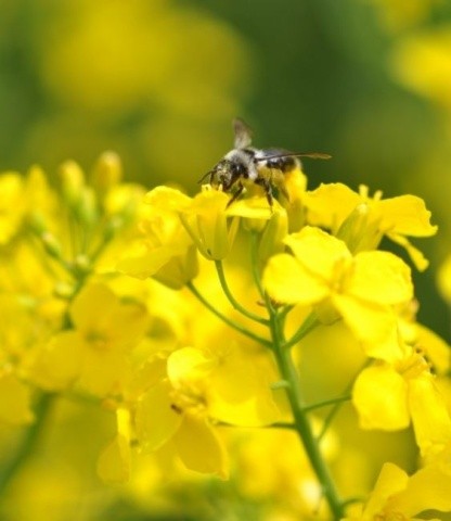 Атрактанти призначені для залучення та активізації бджіл та інших комах-запилювачів