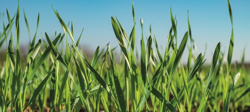 Азот позитивно впливає на ріст вегетативної маси зернових, підвищує показники вмісту білка та клейковини в зерні