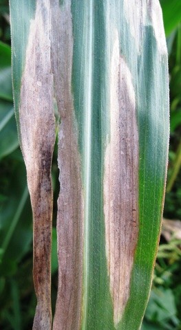 Динамика изменения симптомов бурой пятнистости на листьях кукурузы