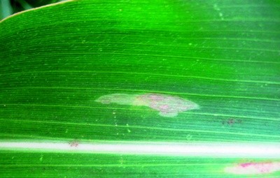 Динамика изменения симптомов бурой пятнистости на листьях кукурузы
