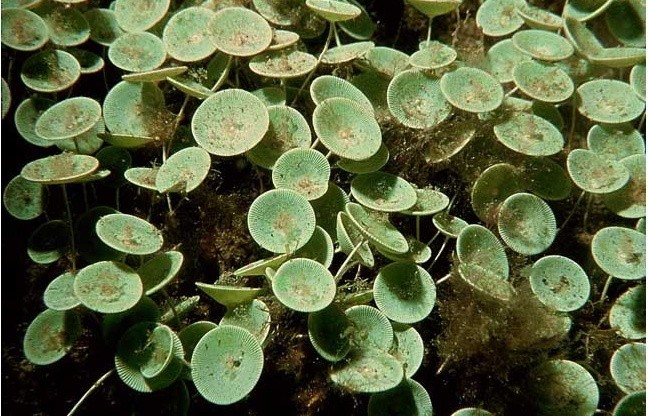  Зелена водорость ацетабулярія середземноморська  (під мікроскопом)