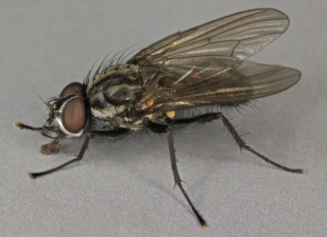Капустяна муха