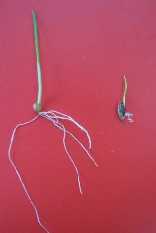 Про­ро­с­тан­ня насіння яч­ме­ню:  здо­ро­во­го (ліво­руч) та ура­же­но­го Drechslera graminea (пра­во­руч)