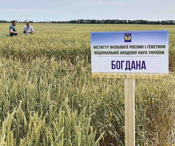 Завтрашній день — за новими сортами золотих київських пшениць. Вони багатство і слава землі української!