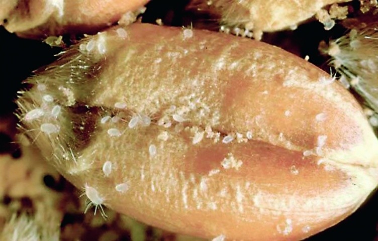 Борошняний кліщ — один з небезпечних шкідників зерна