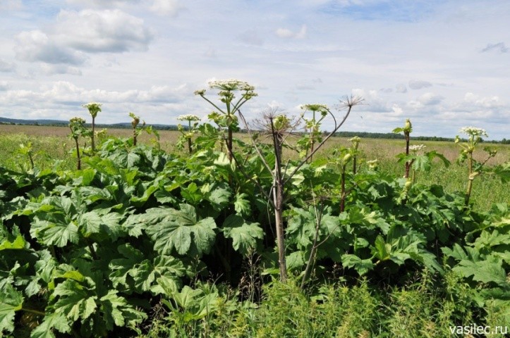 Борщівник Сосновського