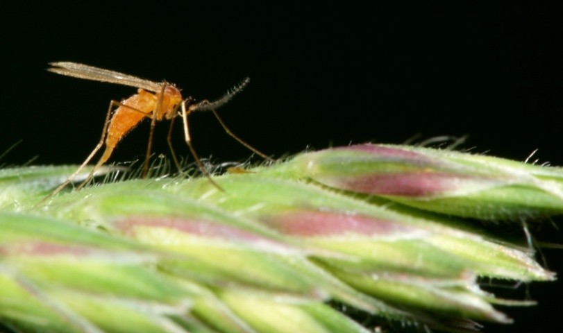Галиця афідіміза зовні схожа на комарика з довгими ногами