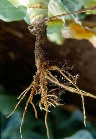 Місце ураження у кореневої шийки витончується і темніє — утворюється перетяжка. Рослини при цьому зазвичай не гинуть, але після пересадки у відкритий ґрунт гірше приживаються та помітно відстають у рості