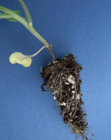 Місце ураження у кореневої шийки витончується і темніє — утворюється перетяжка. Рослини при цьому зазвичай не гинуть, але після пересадки у відкритий ґрунт гірше приживаються та помітно відстають у рості