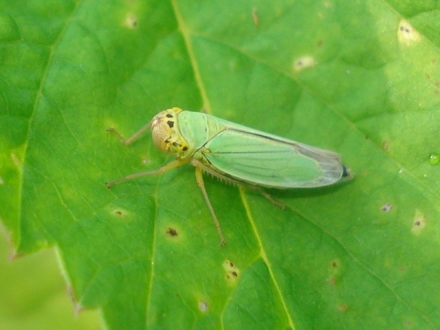 Цикадка зелена (Cicadella viridis L.)