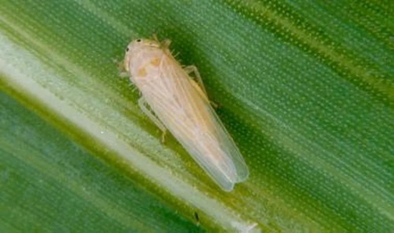 Африканська кукурудзяна цикадка (Leptodelphax maculigera), яка може знищити до 90 % урожаю пшениці та кукурудзи