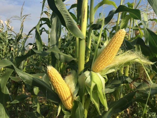Ціна за один качан ультраранньої кукурудзи коливається в межах 30 грн, а з 1 га можна зібрати 35 тис. качанів