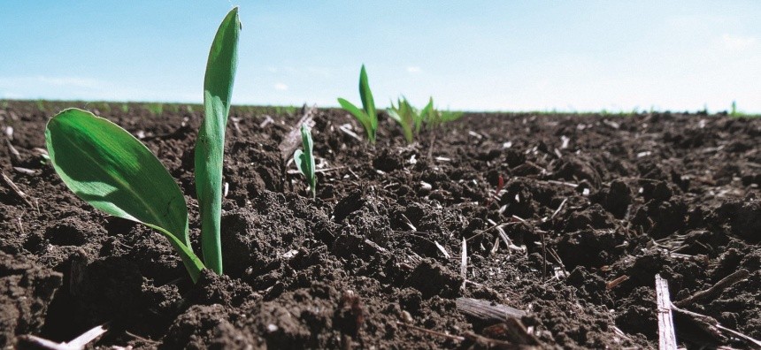 Значних стресових ситуацій рослини кукурудзи зазнають на ранніх стадіях свого росту