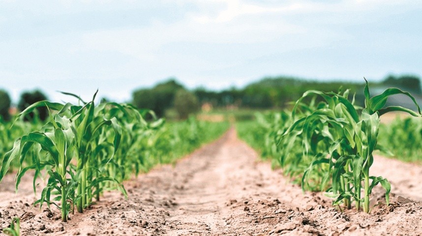 Кукурудза потребує значно вищих норм добрив, ніж інші зернові культури