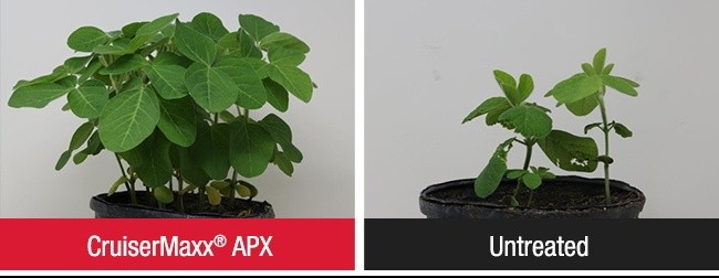 CruiserMaxx® APX – найвищий рівень захисту насіння та сходів сої, який забезпечує потужний захист від ранніх комах і хвороб, включаючи пітіум та фітофтору.