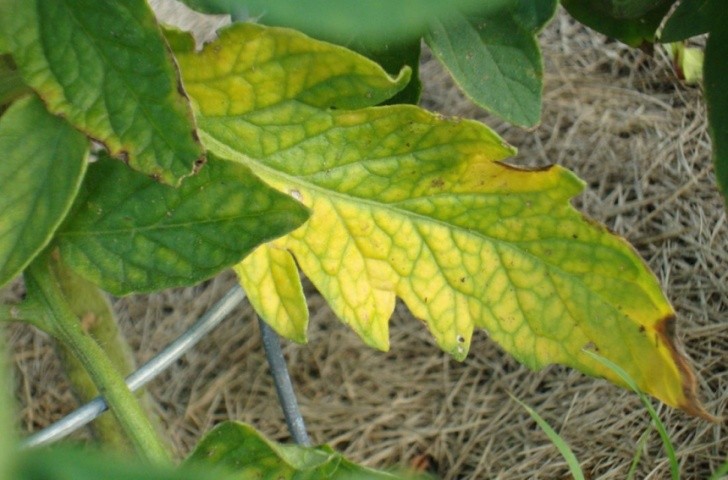 За нестачі азотного живлення листя томатів стає дрібне, набуває зеленувато-жовтого кольору