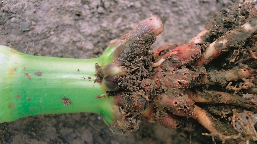 Личинка діабротики на корені кукурудзи