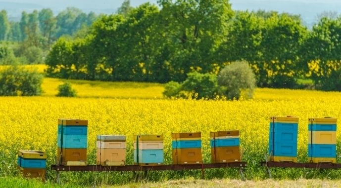 Для якісного запилення ріпаку потрібні бджоли, в ідеалі має бути 2–4 вулики на 1 га