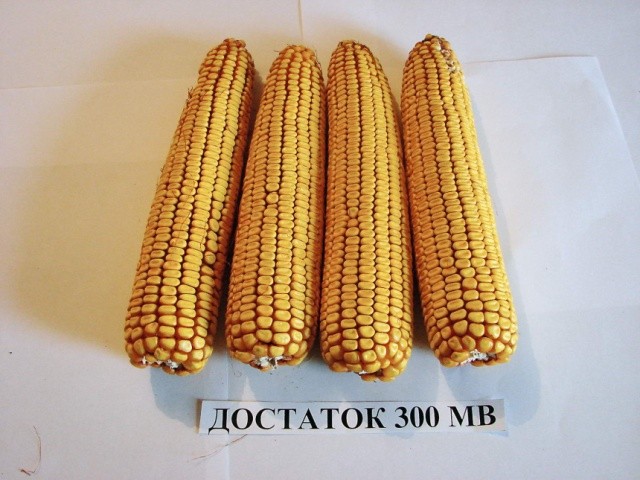 Достаток 300 МВ забезпечує високий урожай зерна – 10,09–15,91 т/га в усіх зонах України