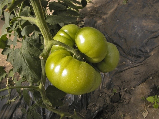 Деформація плоду томату може свідчити про несприятливі умови запліднення, що призвело до нерівномірного розвитку насіннєвих камер