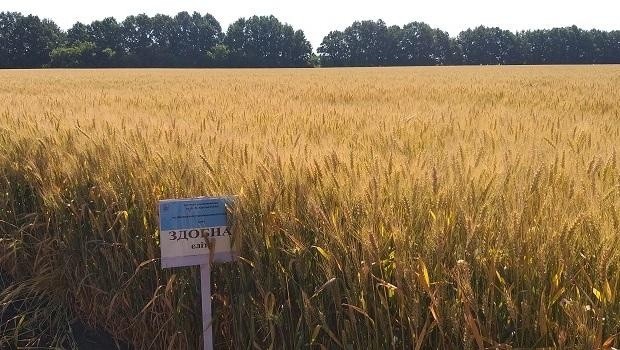 З підвищенням дози азотного підживлення посівів рівень урожайності пшениці озимої сорту Здоба збільшувався