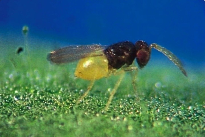Енкарзію використовують для контролю білокрилки в умовах закритого ґрунту