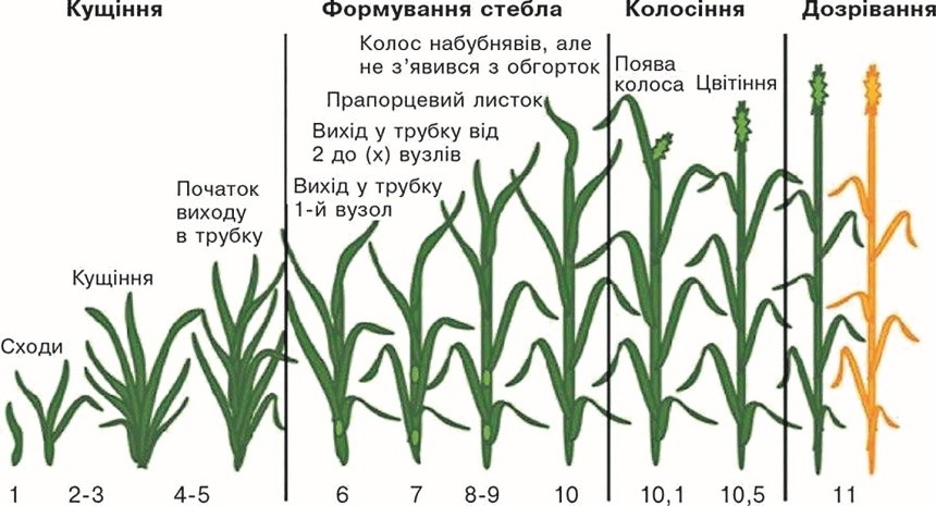 Фази розвитку пшениці