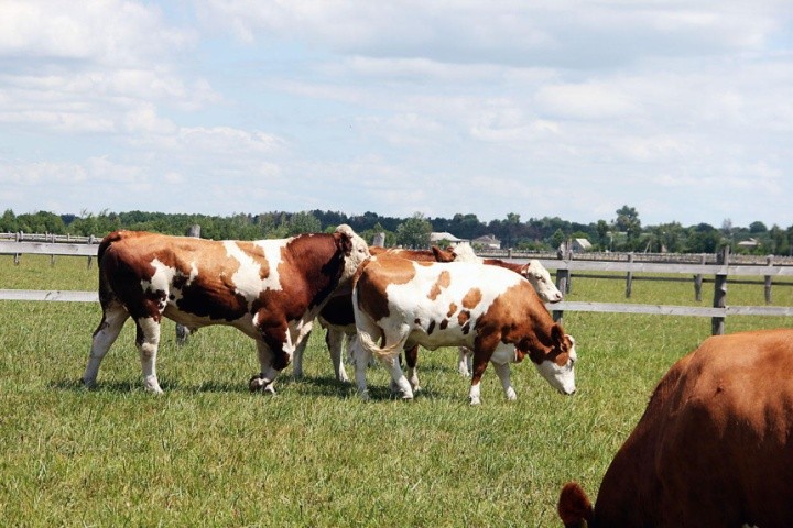 За вільного осіменіння за одним биком-плідником закріплюють 30- 50 корів на рік, за ручного — 60-120