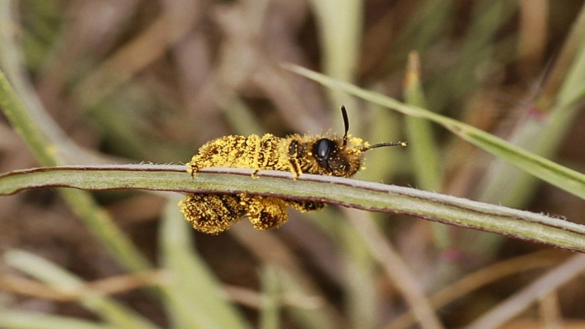 Поодинока бджола андрена у пилку рослин.