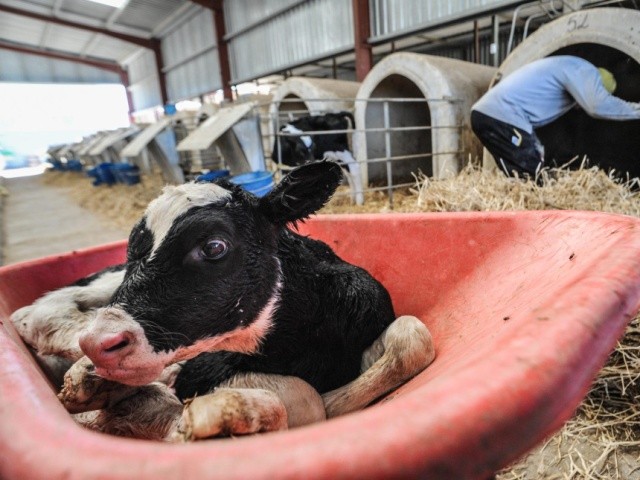 Згідно даних Ради з молочного скотарства (CDCB, США) близько 4% телиць гинуть у віці від двох днів до 18 місяців через хвороби органів травлення та/або дихальних шляхів