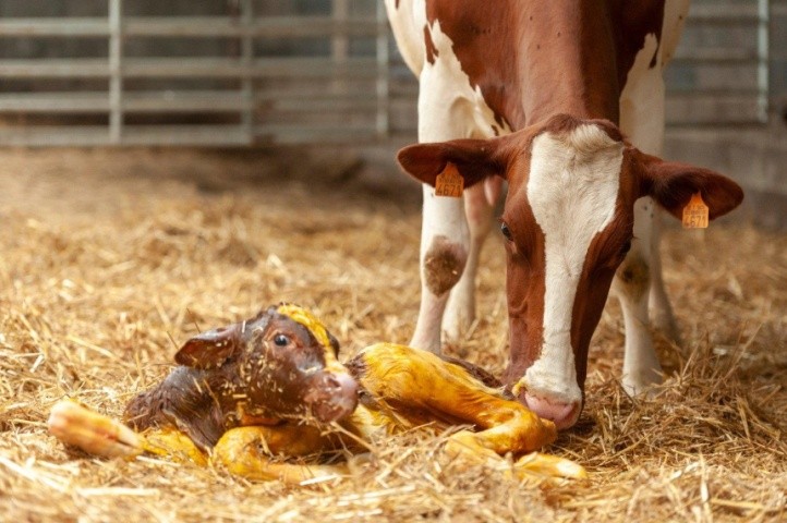 Не слід використовувати молозиво від хворих корів (у т. ч. із захворюванням вим’я), тварин після першого отелення, низькопродуктивних або тих, що «принесли» мертвий плід