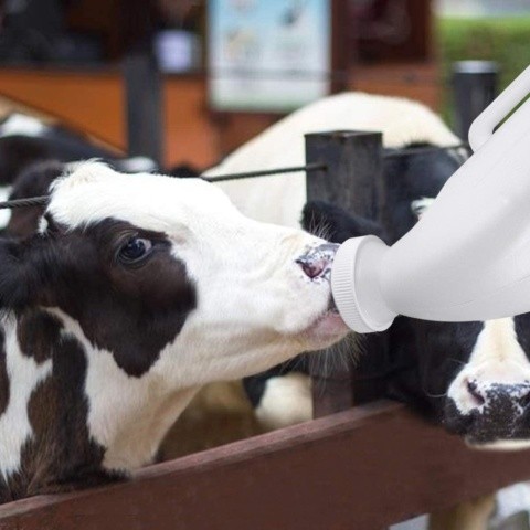При випоюванні положення голови теляти має бути найбільш наближеним до природного, як при вигодовуванні коровою — в іншому випадку молоко попадатиме не у сичуг, а рубець
