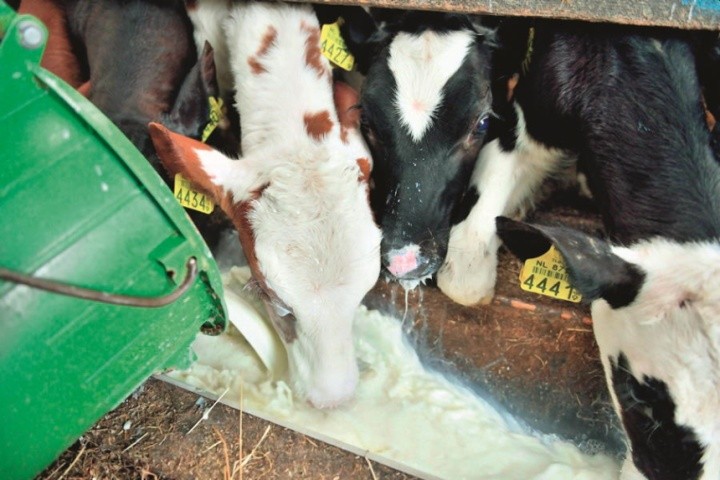 При випоюванні положення голови теляти має бути найбільш наближеним до природного, як при вигодовуванні коровою — в іншому випадку молоко попадатиме не у сичуг, а рубець