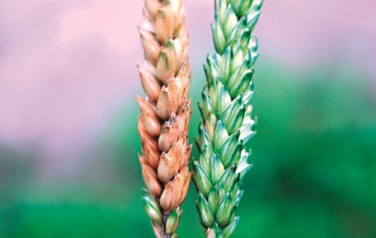 Імунних сортів пшениці до фузаріозу колосу немає