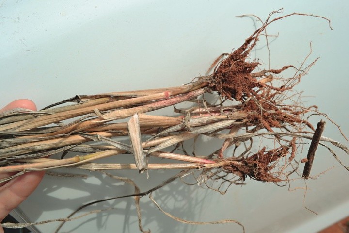Фузаріозна коренева гниль (Fusarium graminearum Schwabe)