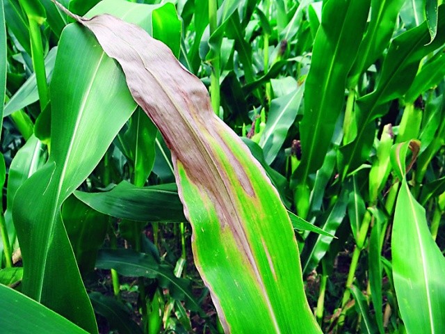 Прояв гельмінтоспоріозу на листі кукурудзи