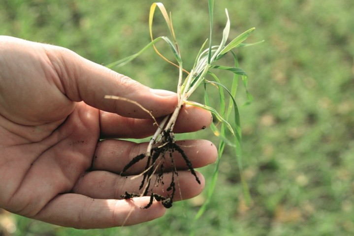 Можуть спостерігатися проблеми з появою кореневих гнилей, особливо на зерновій групі культур