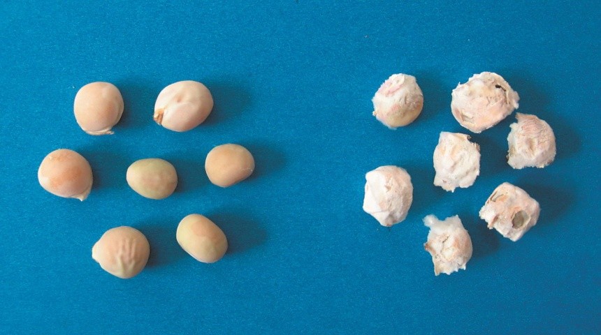 Насіння гороху: здорове (ліворуч), сильно уражене фузаріозом (праворуч)