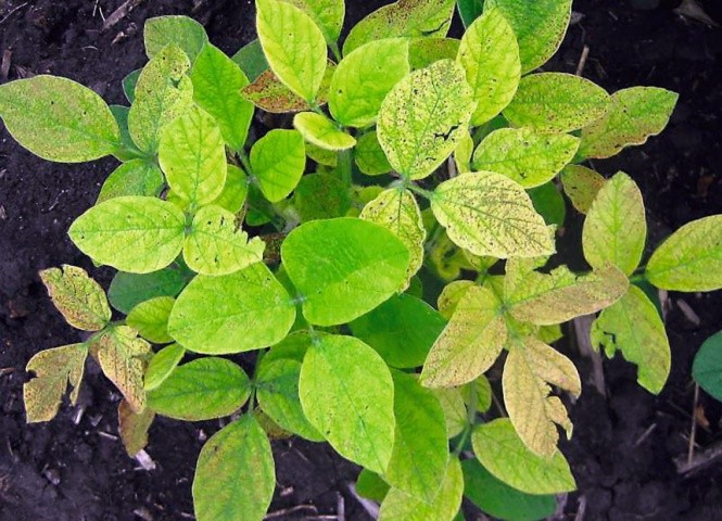 Хлороз найяскравіше проявляється на листках рослин