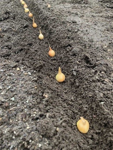 У разі висаджування дрібних відібраних цибулин необхідно зробити борозенки в ґрунті на відстані 20 см один від одного. Цибулини садять через кожні 5–6 см