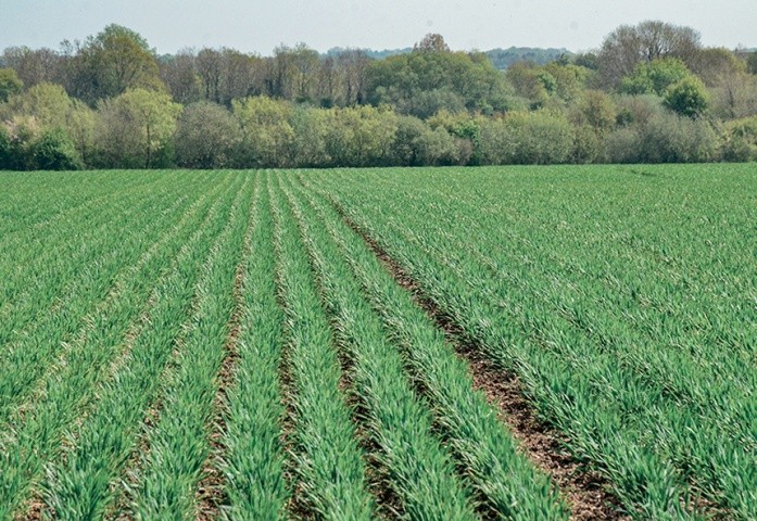 Ідеальний урожай озимої пшениці, посіяної сівалкою Claydon Hybrid.
