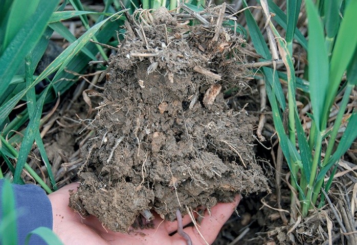 Здоровий ґрунт, повний органічних речовин, черв’яків, мікоризних грибів та іншої біоти