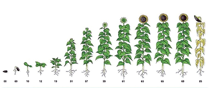 Фази розвитку соняшнику за Growex Нульова фаза (00–09) – проростання; перша фаза (10–19) - розвиток розетки листя; третя фаза (30– 39) - ріст стебла; п’ята фаза (51–59) – бутонізація; шоста фаза (61–69) – цвітіння; сьома фаза (71–79) - розвиток плодів; восьма фаза (80–89) - дозрівання плодів та насіння; дев’ята фаза (92–99) – відмирання